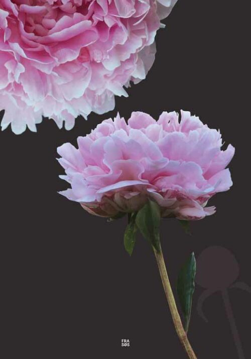 Peony - FRA SØS