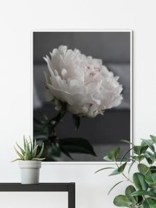 Peony